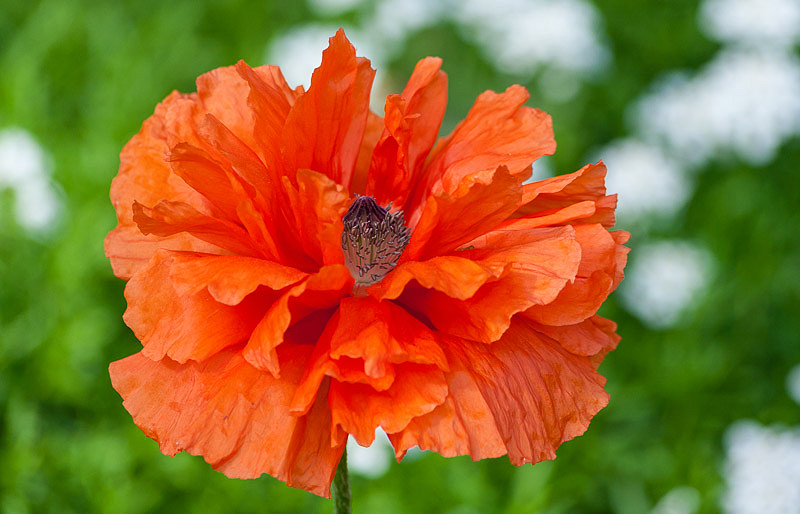 Papaver orientale 'Eyecatcher'